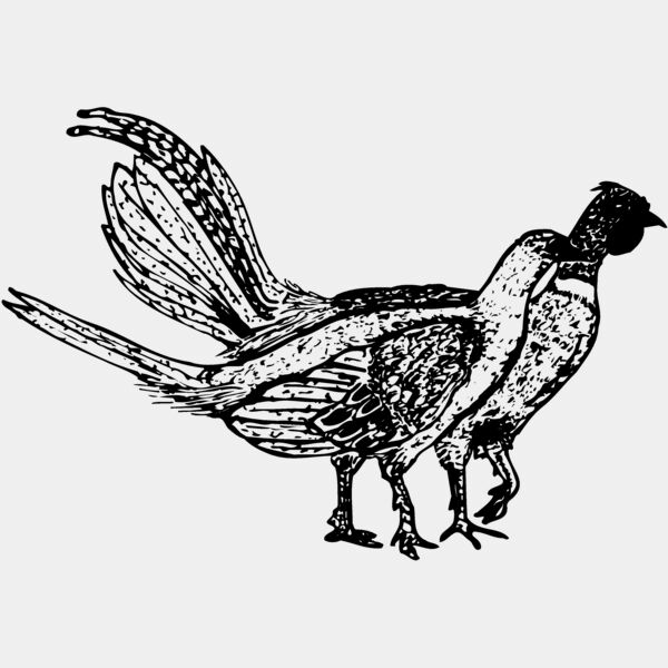 BIRD057 Thumbnail