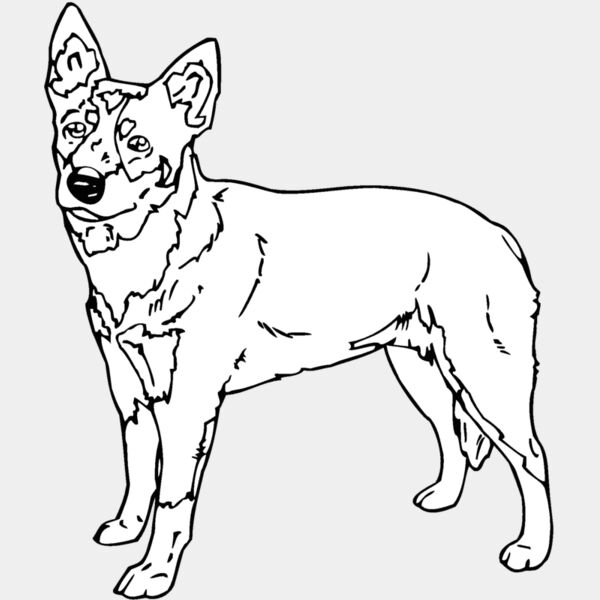 queensland heeler Thumbnail