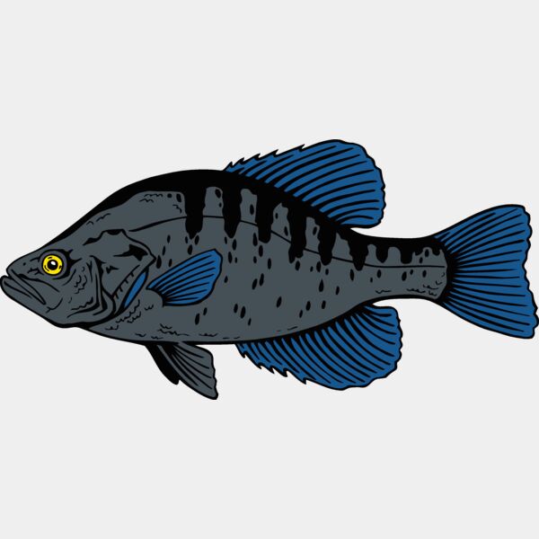 fish crappie Thumbnail